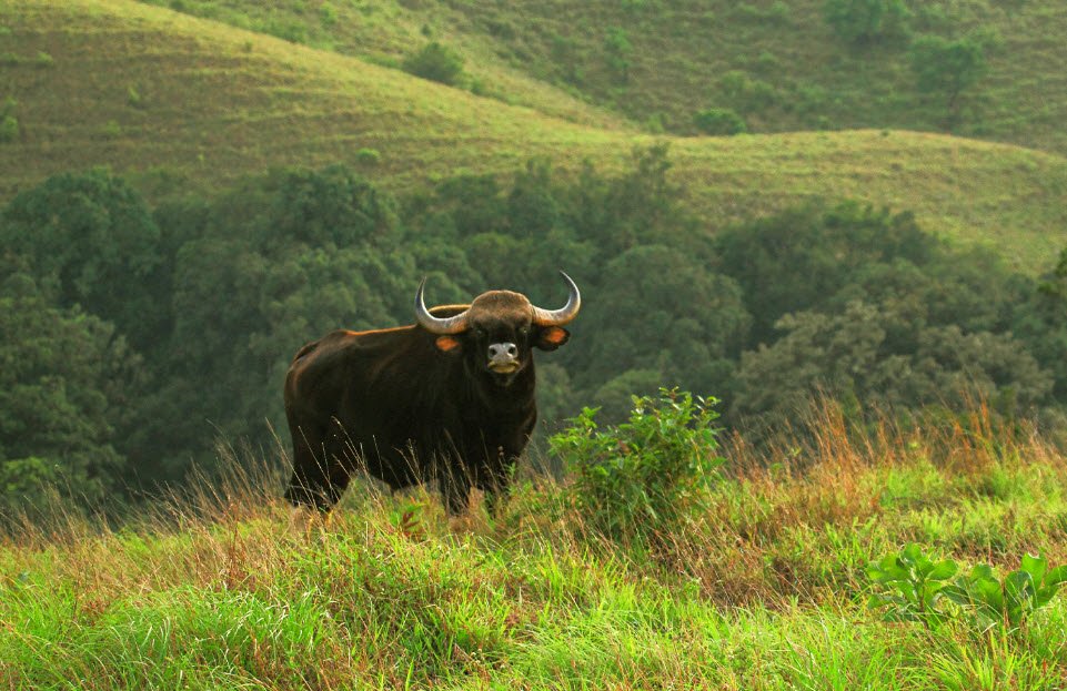 Kudremukh National Park, Chikkamagaluru (Chikmagalur), Karnataka - Vushii.com